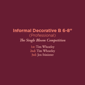 Informal Decorative B 6 Professional